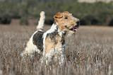 FOX TERRIER 471